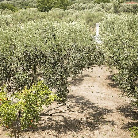 Olive Tree Apartments Fourka Buitenkant foto